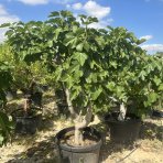 Figovník (Ficus carica) ´BROWN TURKEY´ - EXEMPLÁR  (-20°C) 